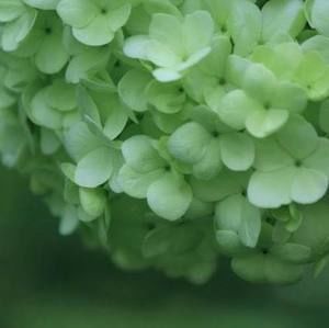 Meet your Posher, Jinju